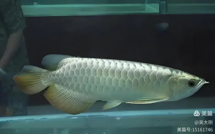 銀龍魚是咸水魚還是淡水魚圖片大全 銀龍魚是咸水魚還是淡水魚圖片大全 龍魚百科 第25張