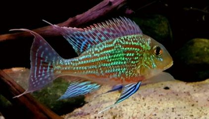 銀龍魚招財效果案例分析：銀龍魚與金魚招財效果對比 銀龍魚招財效果案例分析：銀龍魚與金魚招財效果對比 龍魚百科 第4張