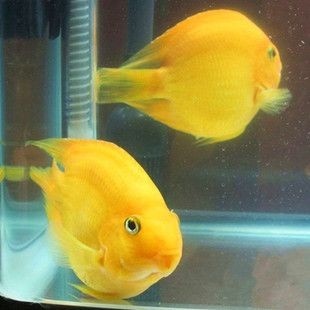 銀龍魚招財效果案例分析：銀龍魚與金魚招財效果對比 銀龍魚招財效果案例分析：銀龍魚與金魚招財效果對比 龍魚百科 第5張