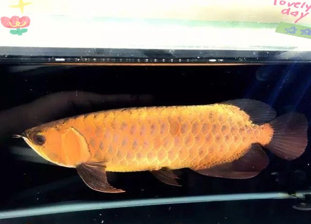 龍魚混養視頻大全視頻欣賞圖片 龍魚混養視頻大全視頻欣賞圖片 龍魚百科 第23張