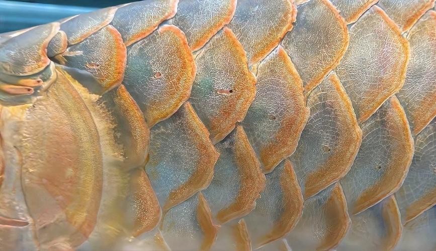 龍魚混養視頻大全視頻欣賞圖片 龍魚混養視頻大全視頻欣賞圖片 龍魚百科 第19張