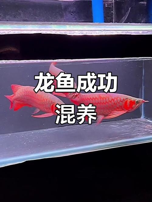 龍魚混養視頻大全視頻欣賞圖片 龍魚混養視頻大全視頻欣賞圖片 龍魚百科 第9張