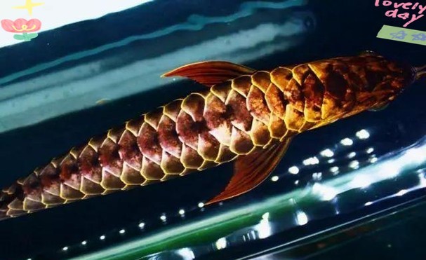 龍魚混養視頻大全視頻欣賞圖片 龍魚混養視頻大全視頻欣賞圖片 龍魚百科 第22張