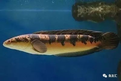 雷龍魚可以養多大，養殖雷龍魚需要根據不同品種選擇尺寸的魚缸尺寸選擇指南