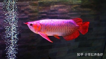 國內龍魚的來源（中國龍魚市場在國內依賴于進口）
