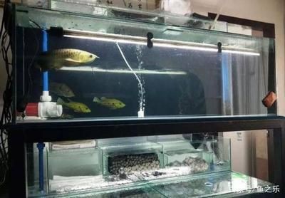 龍魚缸配魚圖片欣賞：龍魚缸配魚圖片欣賞詳情