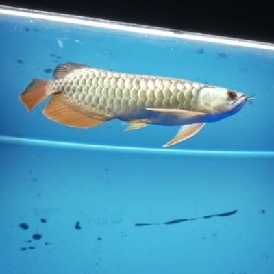 龍魚肛門上方鼓起能自愈嗎,魚肛門上方鼓起是一種常見的病癥,如何預防龍魚脫肛 龍魚百科 第2張 龍魚肛門上方鼓起能自愈嗎,魚肛門上方鼓起是一種常見的病癥,如何預防龍魚脫肛 龍魚肛門上方鼓起能自愈嗎,魚肛門上方鼓起是一種常見的病癥,如何預防龍魚脫肛 龍魚百科 第2張
