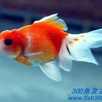 觀賞魚之家論壇哪去了 觀賞魚之家論壇哪去了 龍魚論壇 第2張
