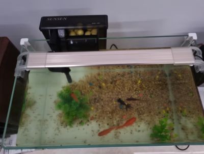 森森魚缸使用方法：森森魚缸濾材選擇指南，