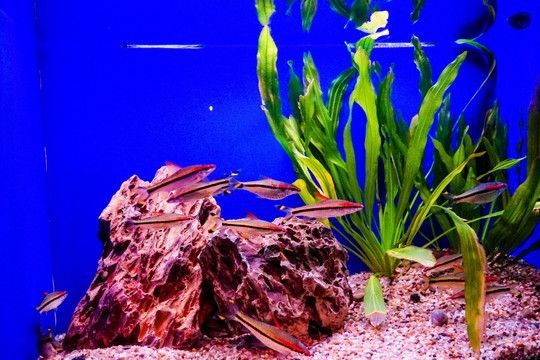 海底魚缸造景的藝術：海底魚缸造景是一種藝術創作藝術創作的藝術創作