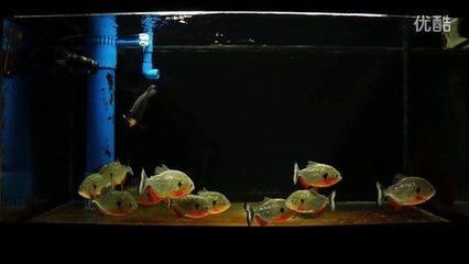 黑魚的生命力有多強：黑魚不打氧能活嗎 黑魚的生命力有多強：黑魚不打氧能活嗎 魚缸百科 第1張