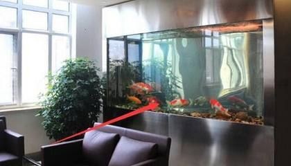 黑魚的生命力有多強：黑魚不打氧能活嗎 黑魚的生命力有多強：黑魚不打氧能活嗎 魚缸百科 第4張