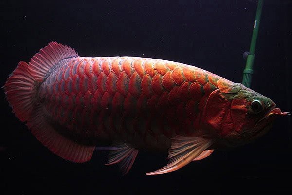 深海紅龍魚什么檔次