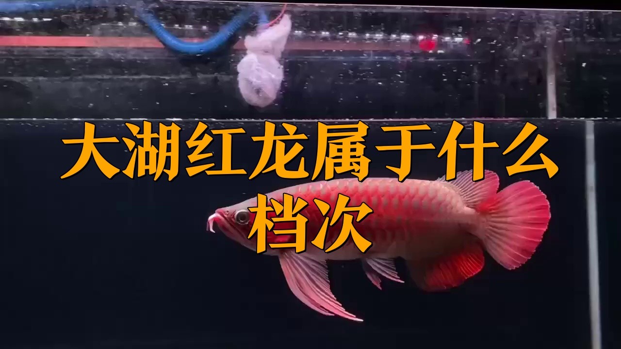 深海紅龍魚什么檔次