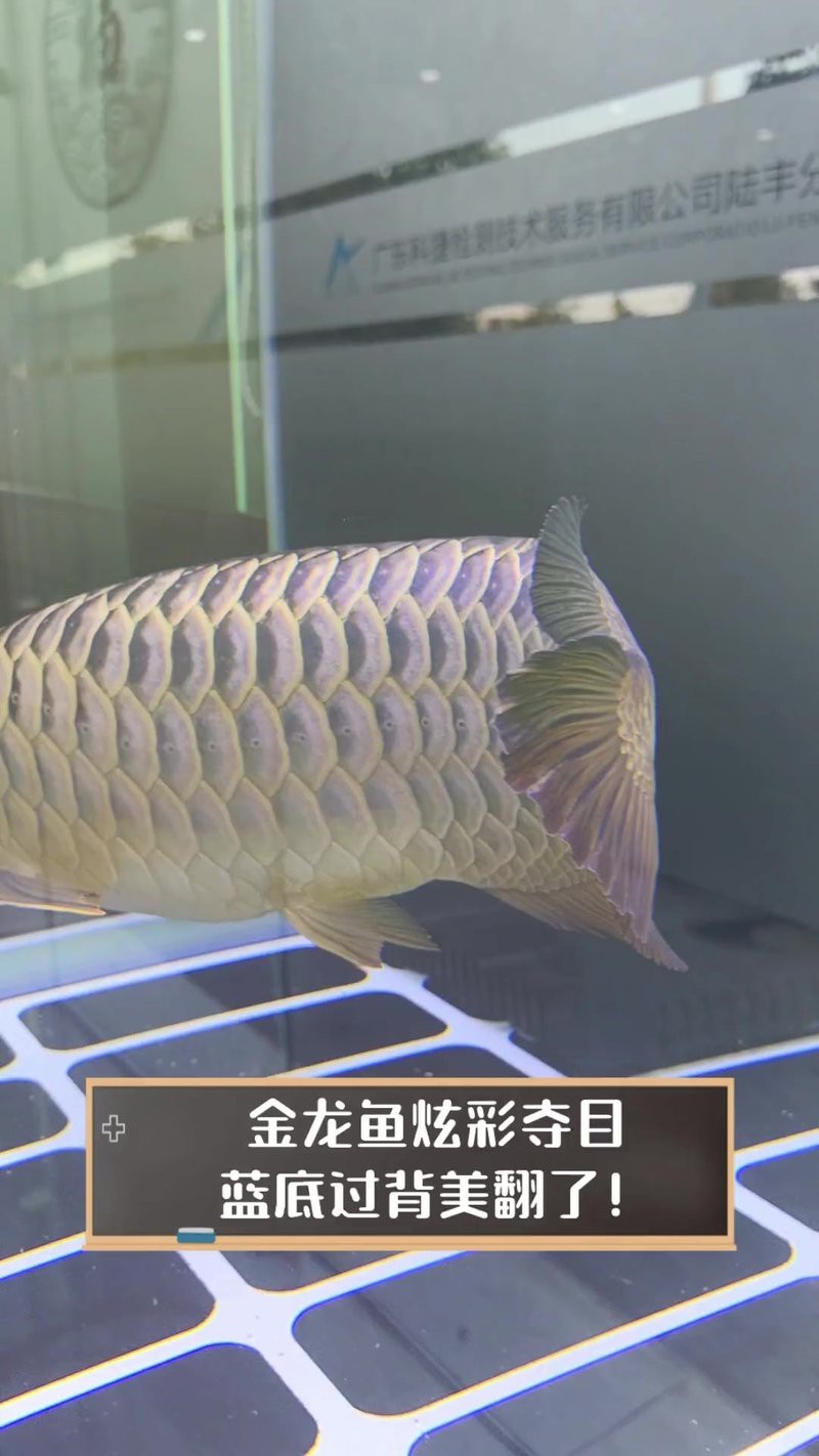 能推薦幾張藍(lán)底過背金龍圖片嗎？