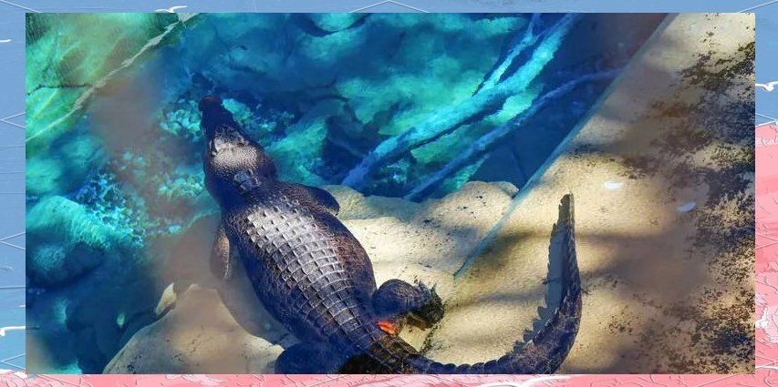 魟魚蝠鲼鰩魚怎么區分 魟魚蝠鲼鰩魚怎么區分 龍魚論壇 第4張