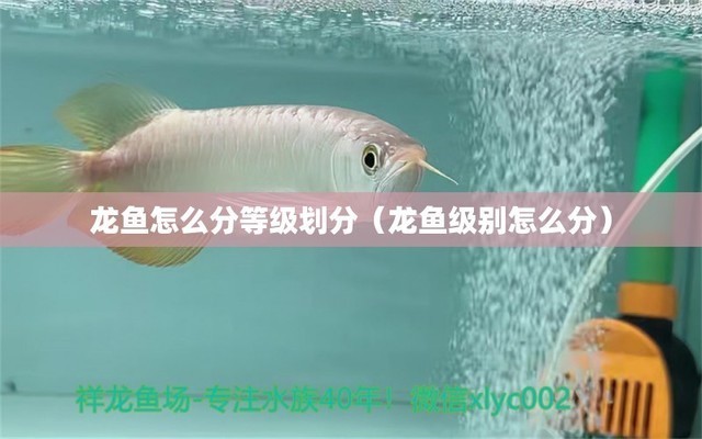 四平市鐵東區(qū)侯宇種植養(yǎng)殖（四平市鐵東區(qū)侯宇種植養(yǎng)殖合作社）