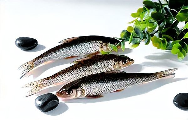 四川土鳳魚圖片