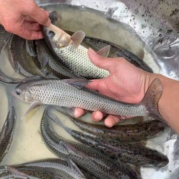 四川土鳳魚圖片