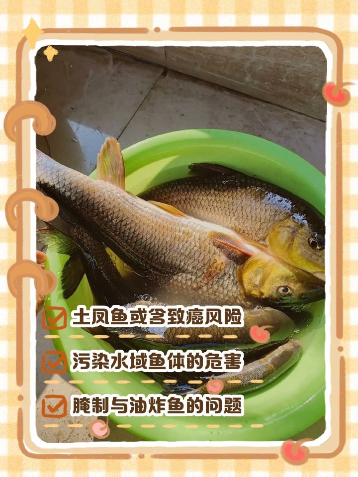 四川土鳳魚圖片