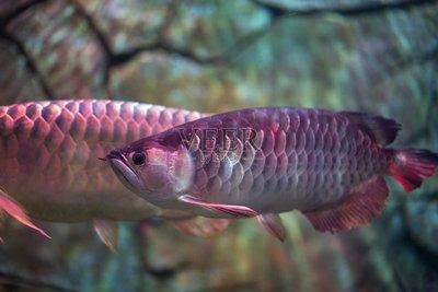 特里斯龍魚(特里斯龍魚價格是多少) 龍魚百科 第4張 特里斯龍魚(特里斯龍魚價格是多少) 特里斯龍魚(特里斯龍魚價格是多少) 龍魚百科 第4張