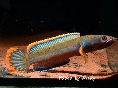 特里斯龍魚(特里斯龍魚價格是多少) 龍魚百科 第3張 特里斯龍魚(特里斯龍魚價格是多少) 特里斯龍魚(特里斯龍魚價格是多少) 龍魚百科 第3張