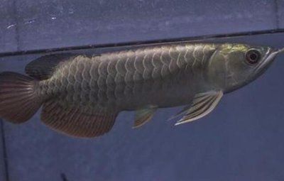 特里斯龍魚(特里斯龍魚價格是多少) 龍魚百科 第5張 特里斯龍魚(特里斯龍魚價格是多少) 特里斯龍魚(特里斯龍魚價格是多少) 龍魚百科 第5張