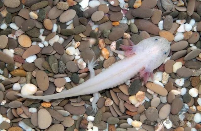 如何安全地與六角恐龍魚互動(dòng)？