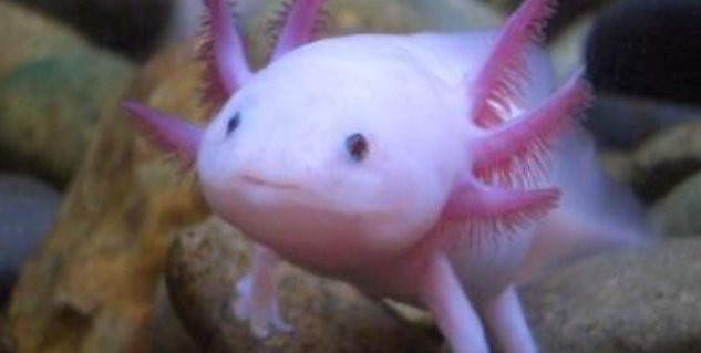 如何安全地與六角恐龍魚互動(dòng)？