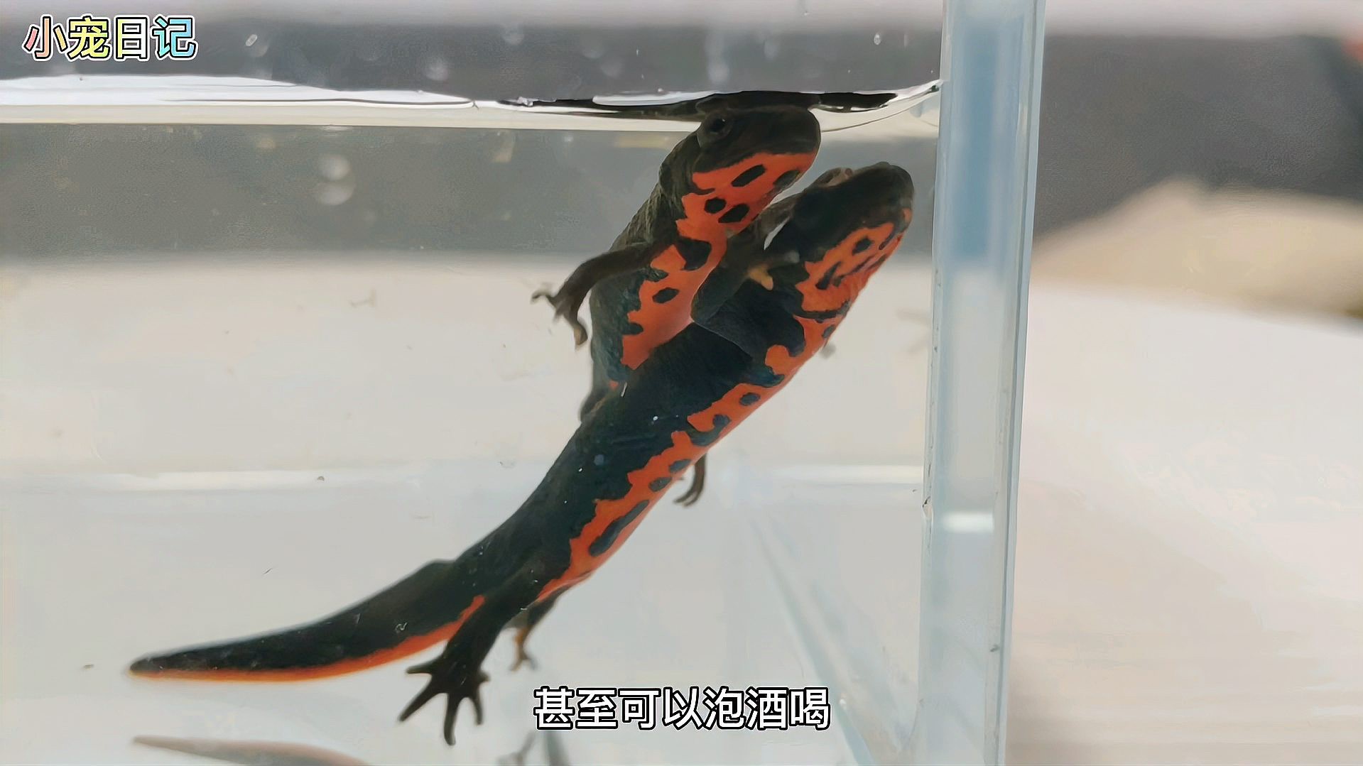 小火龍魚開箱視頻