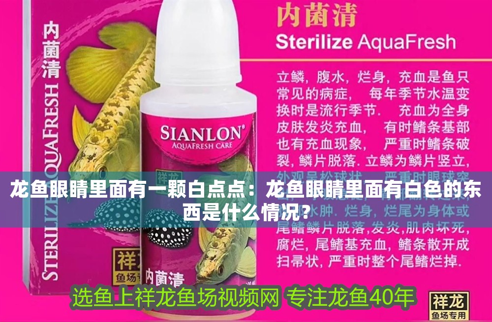龍魚眼睛里面有一顆白點點：龍魚眼睛里面有白色的東西是什么情況？ 龍魚眼睛里面有一顆白點點：龍魚眼睛里面有白色的東西是什么情況？ 龍魚百科 第1張