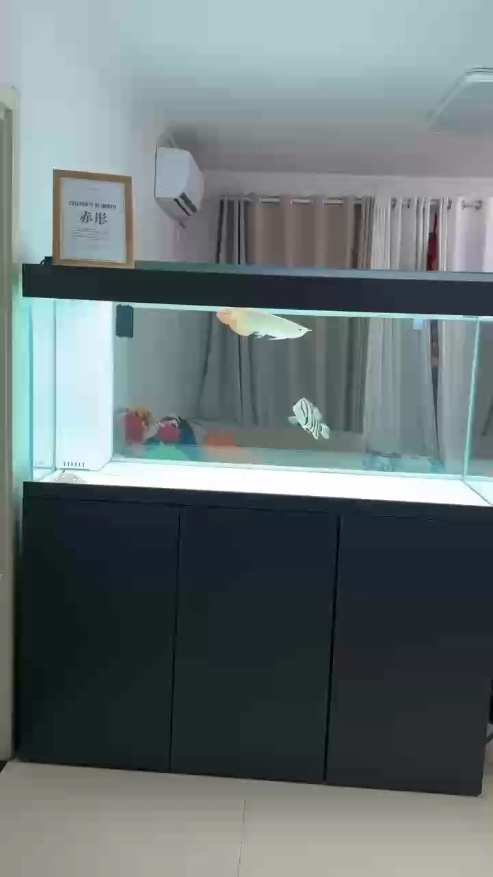 又c換了一條小白條
