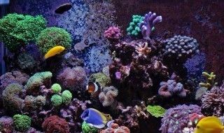 能在魚缸里生長的樹：在魚缸中種植樹木的關(guān)鍵技術(shù)、挑戰(zhàn)及未來前景大展示