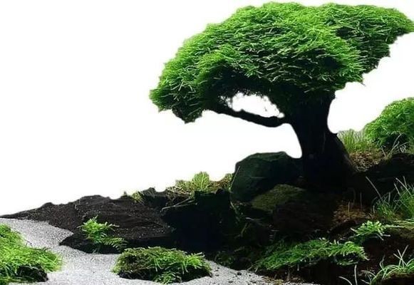 能在魚缸里生長的樹：在魚缸中種植樹木的關(guān)鍵技術(shù)、挑戰(zhàn)及未來前景大展示