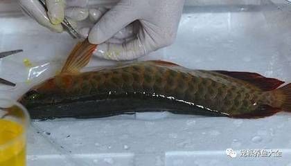 給龍魚做手術要多少錢一次：給龍魚做手術要多少錢一次給龍魚做手術的費用因素而異