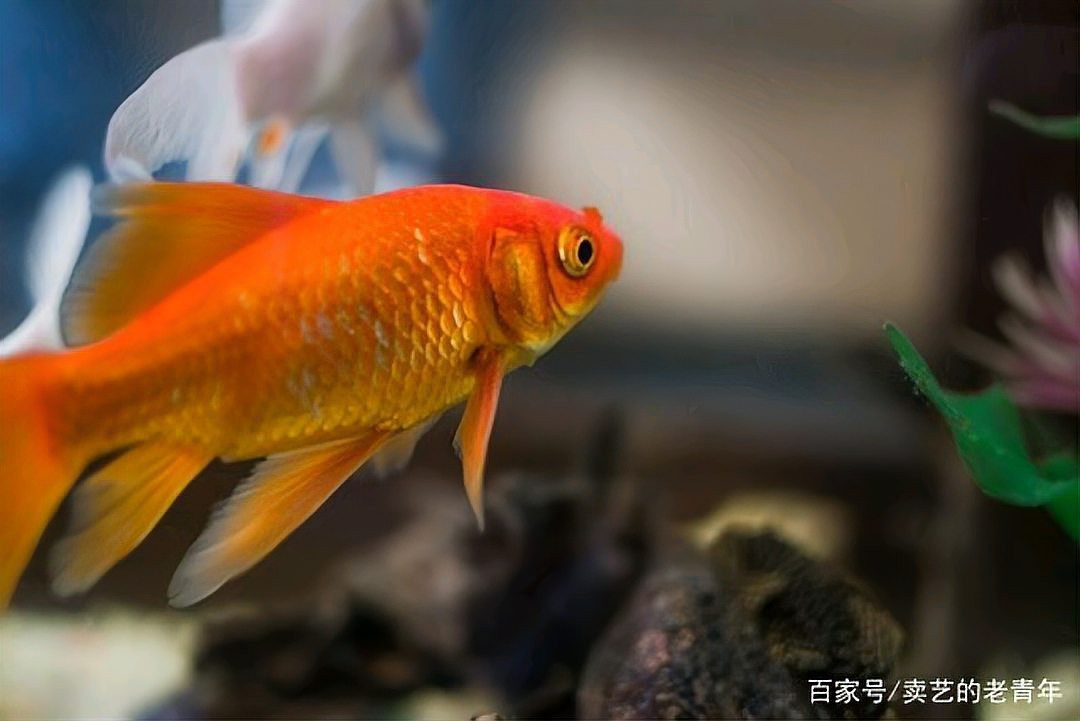 龍魚倒缸后怎么處理
