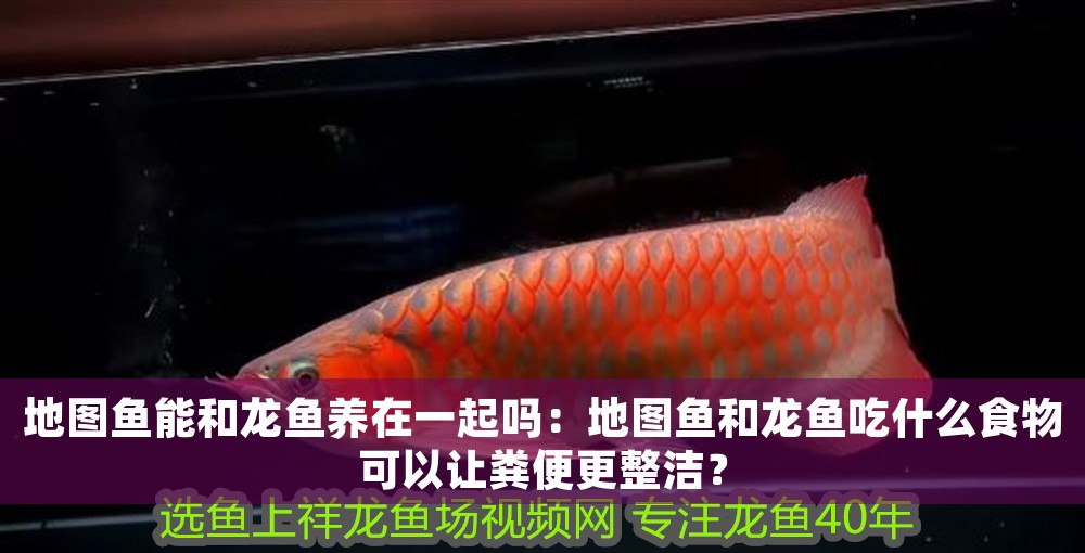 地圖魚能和龍魚養(yǎng)在一起嗎：地圖魚和龍魚吃什么食物可以讓糞便更整潔？ 地圖魚能和龍魚養(yǎng)在一起嗎：地圖魚和龍魚吃什么食物可以讓糞便更整潔？ 龍魚百科 第1張