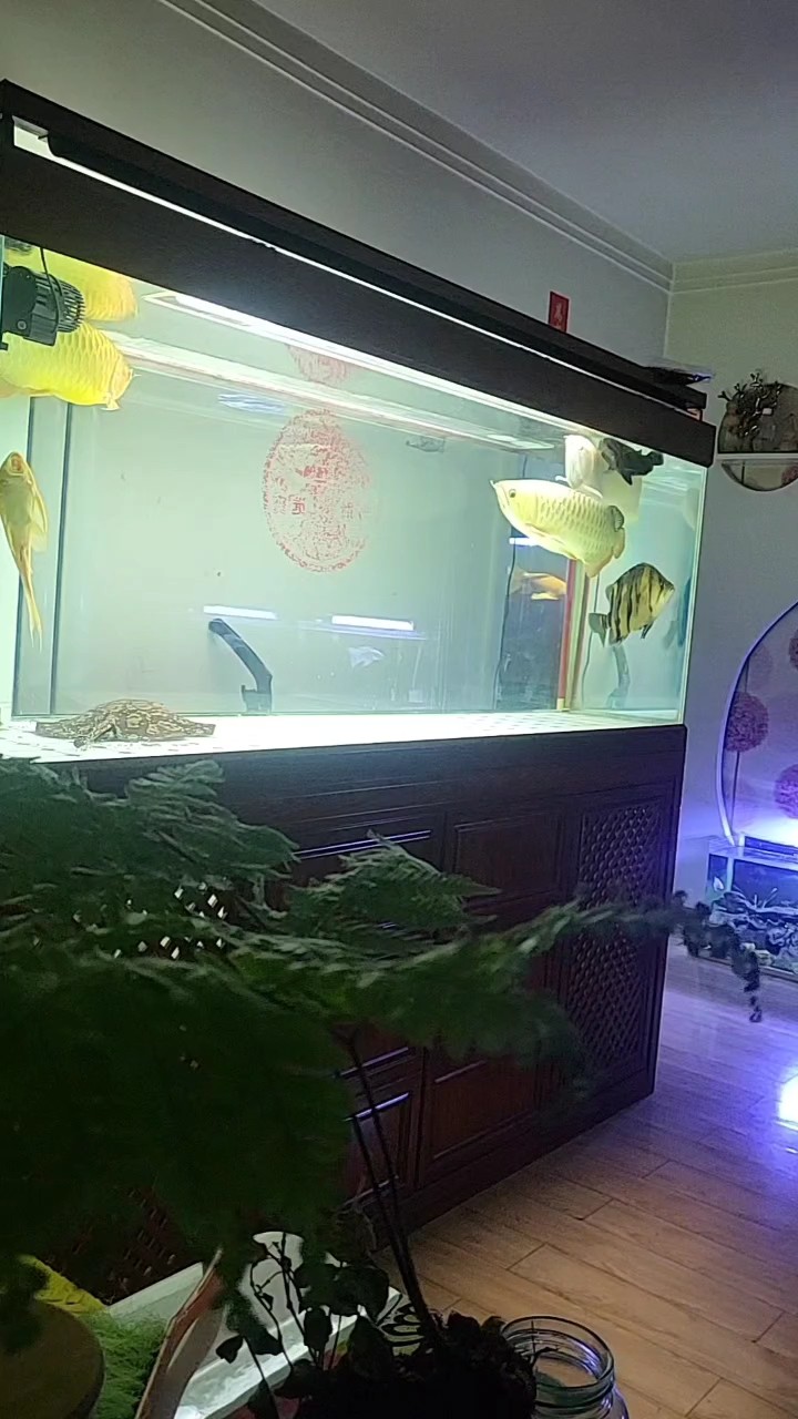 觀賞 觀賞 龍魚論壇