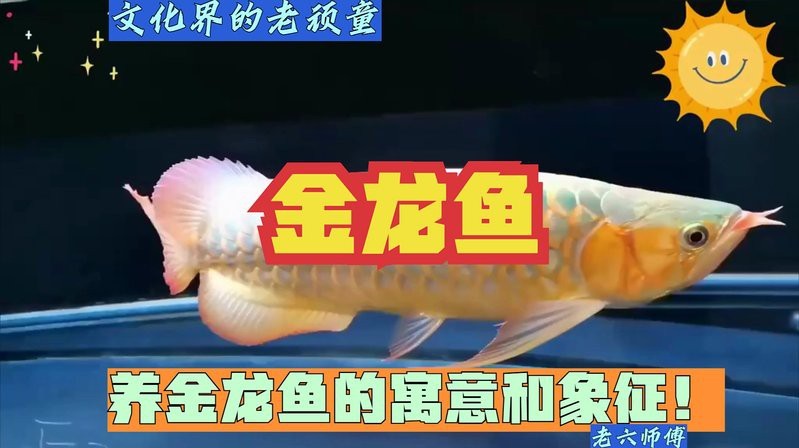 金龍魚隱喻什么