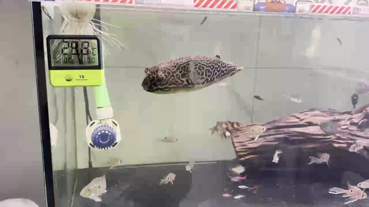 魚缸用增氧泵價格是多少:魚缸增氧機-xtrac增氧機-xtrac增氧機 超級大狗頭哈密瓜 龍魚論壇 超級大狗頭哈密瓜 超級大狗頭哈密瓜 龍魚論壇