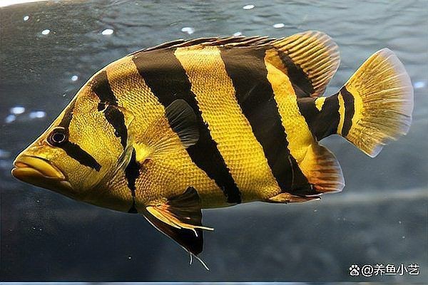 虎魚三紋最建議買的三個顏色