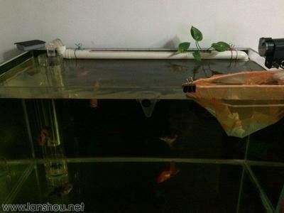 魚缸下水管堵了怎么辦：底濾魚缸下水管堵了怎么辦？