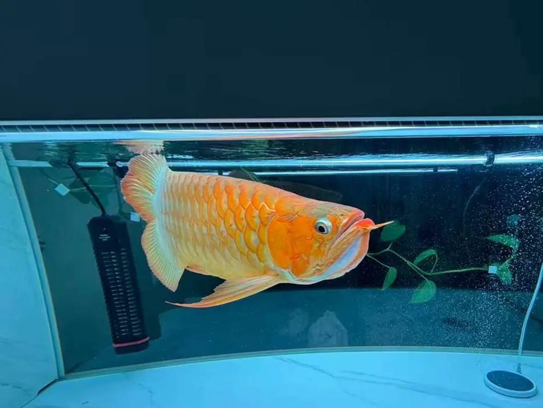 長春龍魚價格最新行情圖片