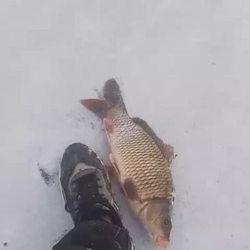 長春龍魚價格最新行情圖片