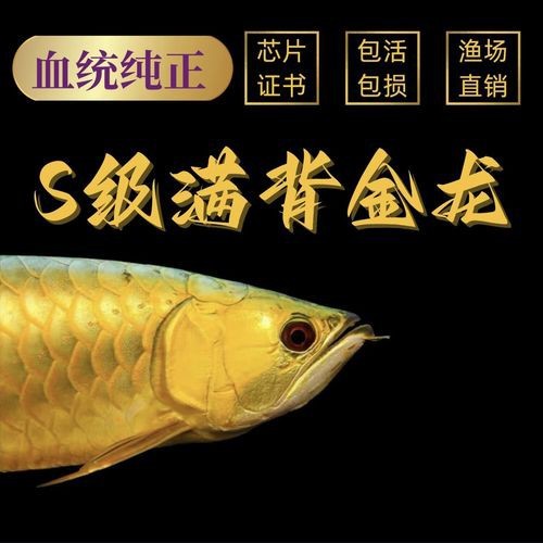 提供幾張紅龍過背和高背的圖片