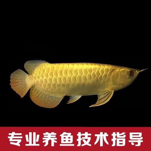 提供幾張紅龍過背和高背的圖片