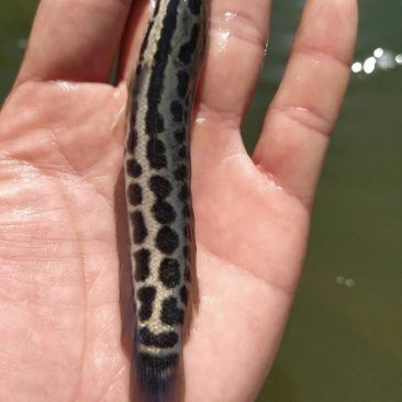 揭陽(yáng)觀賞魚龍魚回收