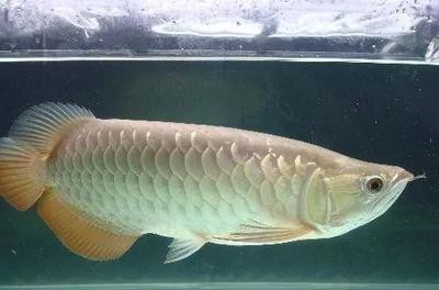 建水縣錦憶堂水族館