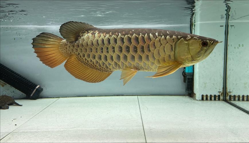 金龍魚壁紙圖片
