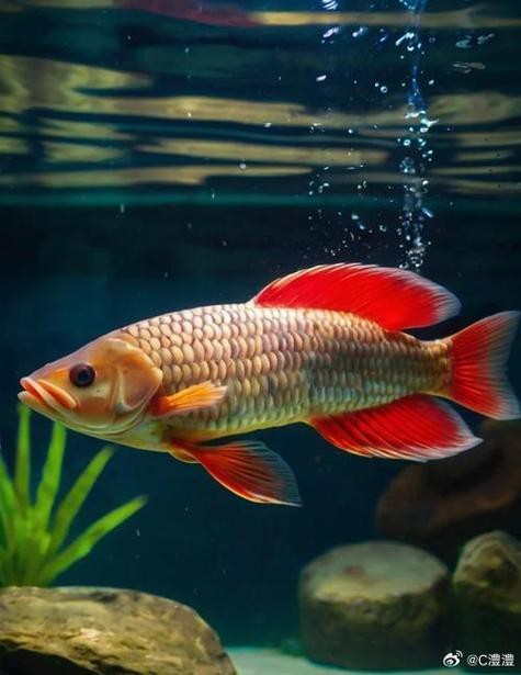 金龍魚壁紙圖片